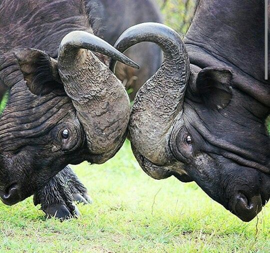 Photography Safari